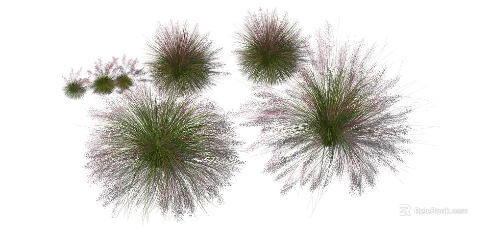 Fluffy Clump Ornamental Grasses With Purple Pink Spikes And Green Foliage 3d model 