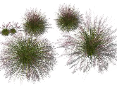 Fluffy Clump Ornamental Grasses With Purple Pink Spikes And Green Foliage 3d model