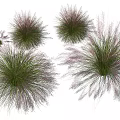 Fluffy Clump Ornamental Grasses With Purple Pink Spikes And Green Foliage