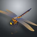 Vibrant Yellow and Orange Dragonfly with Black Striped Abdomen Compound Eyes and Transparent Wings