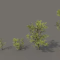 Green Arbor Trees of Various Sizes Display Lush Foliage in Outdoor Landscape