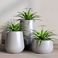 Bonsai Potted Plants With Green Leaves White Flowers In Gray Pots On Wooden Floor