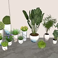 Various Potted Plants Arranged With Green Leaves And Yellow Flowers On Gray Floor