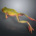 Green Frog With Red Legs Feet Yellow Green Gradient Body Stretching Mid Jump Dark Background