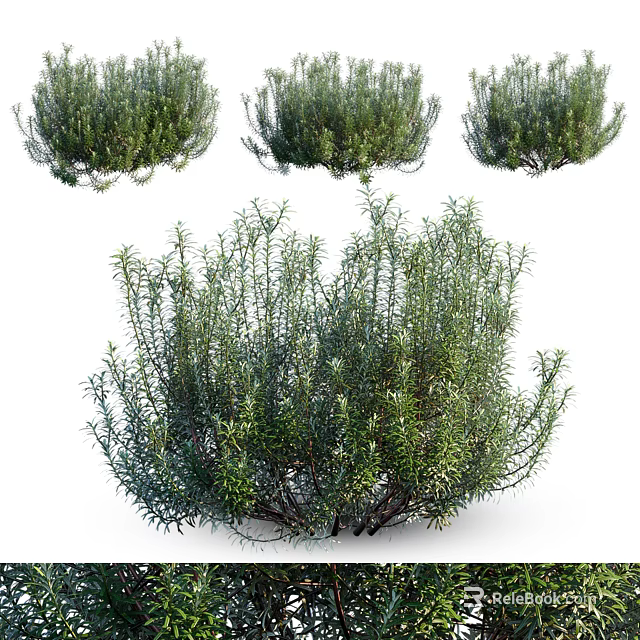 Lush Green Shrubs With Dense Foliage And Natural Growth Habit For Garden Landscaping 3d model 
