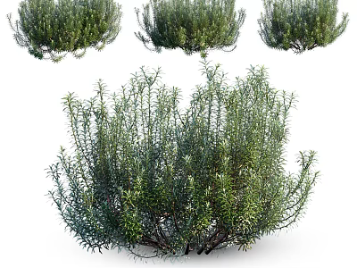 Lush Green Shrubs With Dense Foliage And Natural Growth Habit For Garden Landscaping 3d model