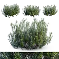 Lush Green Shrubs With Dense Foliage And Natural Growth Habit For Garden Landscaping