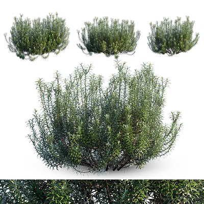 Lush Green Shrubs With Dense Foliage And Natural Growth Habit For Garden Landscaping 3d model