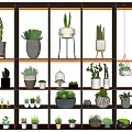 Bonsai Potted Plants Display On Multi Tiered Shelves With Various Pots And Decorative Items