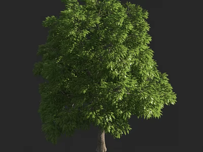 Lush Green Arbor With Dense Foliage And Strong Trunk In Natural Setting 3d model