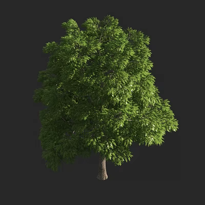 Lush Green Arbor With Dense Foliage And Strong Trunk In Natural Setting 3d model