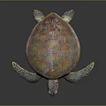 Colorful Sea Turtle With Vibrant Carapace And Detailed Flipper Texture