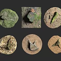 Different Natural Fossil Specimens With Moss Covered Rocks And Ancient Remains