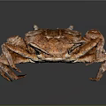 Whole Cooked Brown Crab With Shiny Shell Large Claws And Legs