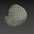 White Porous Coral With Intricate Hole Pattern Isolated On Black Background
