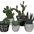 Different Potted Succulents And Cacti In Textured Ceramic Pots For Home Decoration