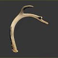 Single Natural Deer Antler With Smooth Texture Against Dark Background And Reflection 3d model