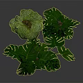 Potted Monstera Plants With Large Green Leaves On Metal Stand And Floor In Gray Background