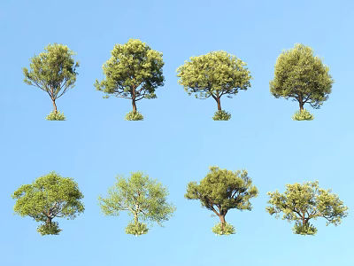 Various Arbor Trees with Different Canopy Shapes Against Clear Blue Sky Background 3d model