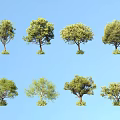 Various Arbor Trees with Different Canopy Shapes Against Clear Blue Sky Background