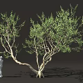 Lush Green Tree With Thick Trunk And Standing Person In Dark Background 3d model