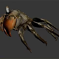 Red Clawed Brown Crab With Detailed Shell On Dark Background View