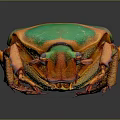 Vibrant Green and Orange Beetle With White Spots On Shiny Exoskeleton