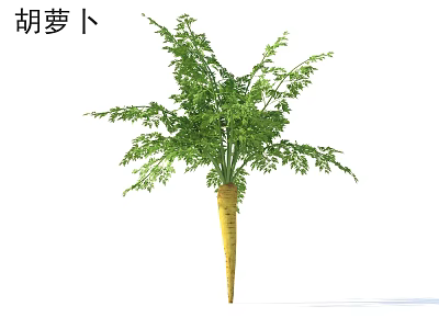 Fresh Organic Carrot With Green Leafy Tops And Smooth Orange Skin 3d model