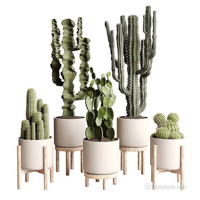 Various Types Of Cacti Plants In White Pots On Wooden Stands Indoor 3d model 