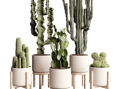 Various Types Of Cacti Plants In White Pots On Wooden Stands Indoor 3d model