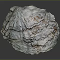 Oyster Shell With Layered Texture And Natural Color Patterns On Gray Background 3d model