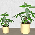 rich tree potted plant green plant rich tree ornaments 3d model