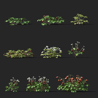 Modern Strawberry Strawberry Plant 3d model Modern Strawberry Strawberry Plant 3d model