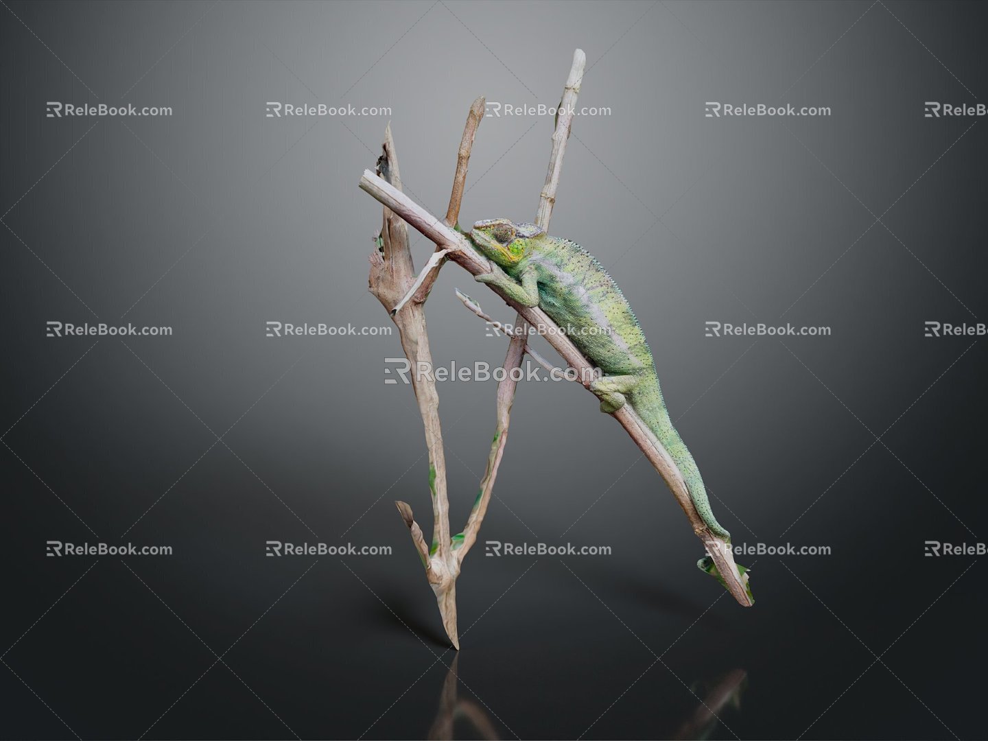 Modern Lizard Anime Lizard Chameleon Cartoon Lizard 3d model