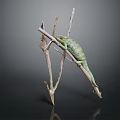 Green Chameleon Reptile Climbing On Dry Branch With Natural Texture Background