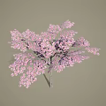 Blooming Flowering Tree With Abundant Pink Blossoms And Graceful Branch Structure