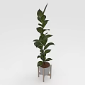 Tall Indoor Potted Plant With Green Leaves On Wooden Stand Decoration