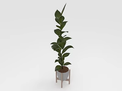 Tall Indoor Potted Plant With Green Leaves On Wooden Stand Decoration 3d model