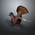 Wild Turkey as Flying Animal With Fanned Tail Feathers Blue Red Head And Outstretched Wings