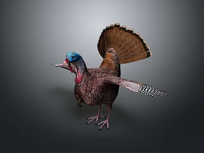 Wild Turkey as Flying Animal With Fanned Tail Feathers Blue Red Head And Outstretched Wings 3d model