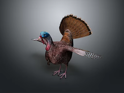 Pheasant Bird Animal Game Animal Cartoon Animal 3d model