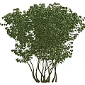 Tree 3d model