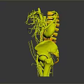 Detailed 3D Anatomical Visualization of Human Organs Hair and Vascular Skeletal Systems
