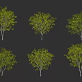 Leafy Arbor Collection With Different Canopy Shapes Green Foliage Against Black Background 3d model