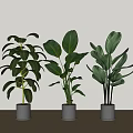 Green Potted Plants with Large Leaves in White Pots Against Light Wall and Wooden Floor