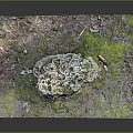 Fresh Edible Mushrooms Thriving On Mossy Forest Ground With Natural Green Growth