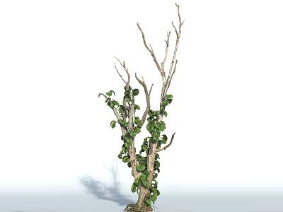 Green Leafy Vine Plant Growing on Dry Branches with Lush Foliage 3d model