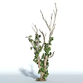 Green Leafy Vine Plant Growing on Dry Branches with Lush Foliage