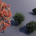 Deciduous Tree With Red And Orange Foliage Surrounded By Green Shrubs And Casting Shadows 3d model