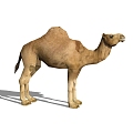 Camel 3d model